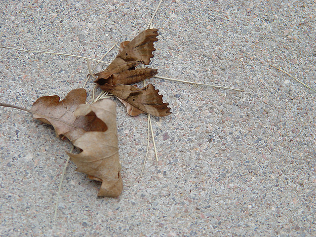 leaf moth